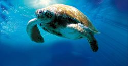 Hành Trình Vĩ Đại Của Loài Rùa-Turtle: The Incredible Journey