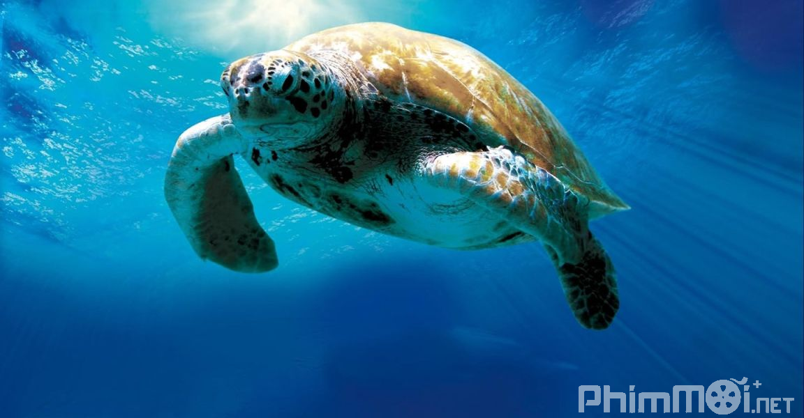 Hành Trình Vĩ Đại Của Loài Rùa-Turtle: The Incredible Journey